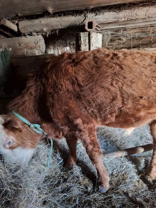 Продам бычков 2 головки