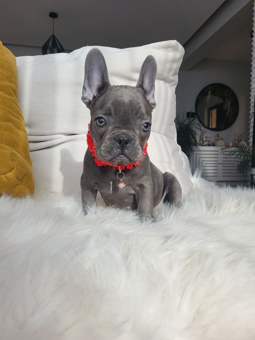 Bulldog francez blue