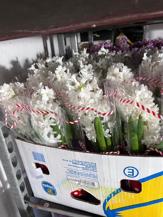 Vand zambile la ghiveci, calitatea I