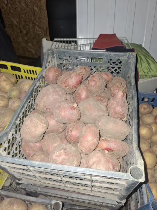 Продам кортофель домашний!