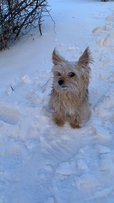 йоркширский терьер в хорошие руки
