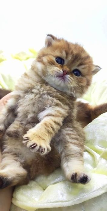 КоТики и коШечка БриТанСкие