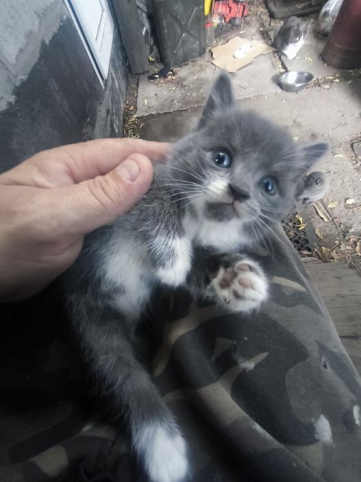 Отдам котят мышеловок