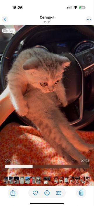 Веслаухи кот мальчик