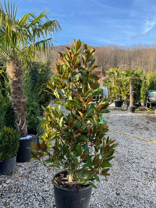 Magnolia grandiflora tufa și copac