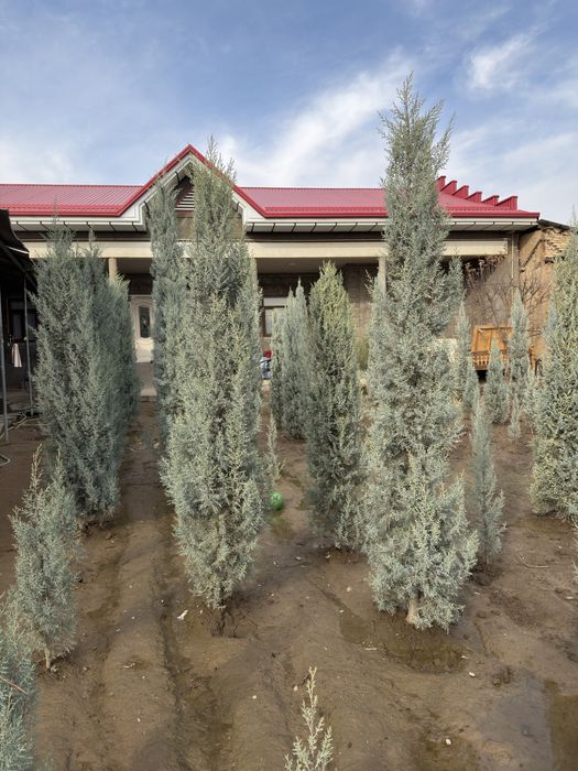 Arizonskiy kiparis argina italiya 2.50 dan 3 metrgacha