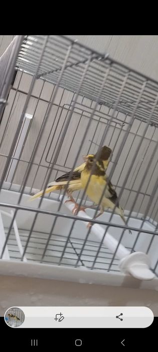 Сотилади кушлар 5 та мода