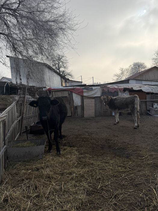 Корова с теленком