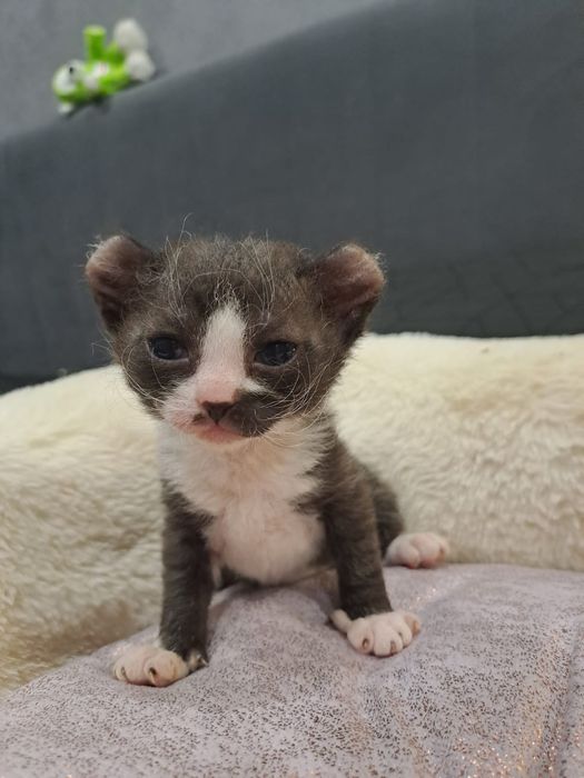 Сфинкс Эльф браш