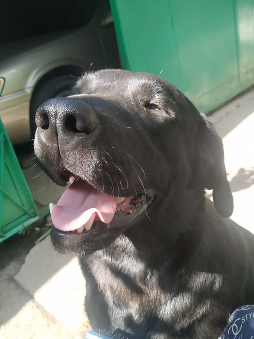 Кабель лабрадора ищет невесту