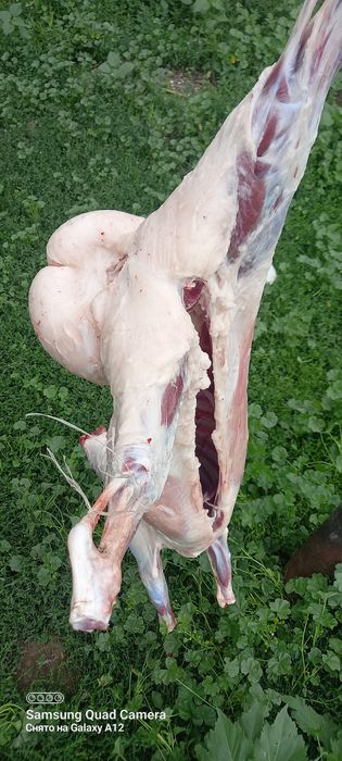 Продам мясо баранина 3300 кг