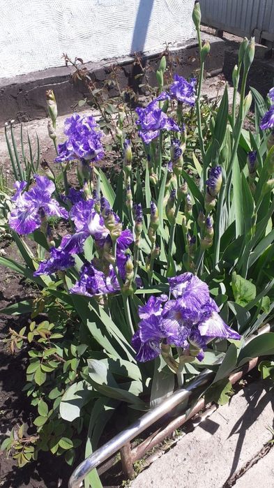 Продам сортовые Ирисы