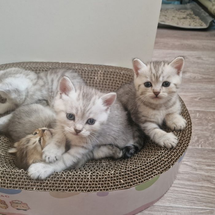 Котята котята котята