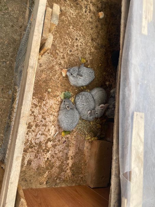 Продаються кролики