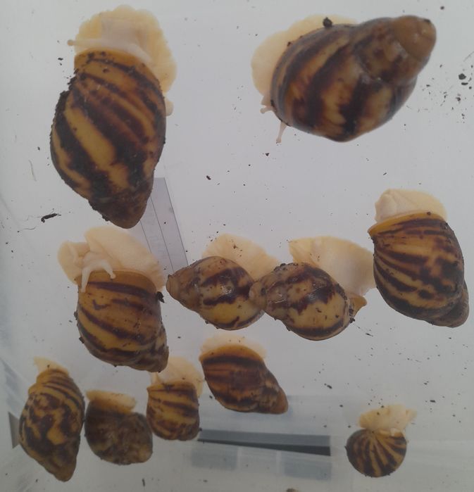 Калции и кокосова почва за охлюви