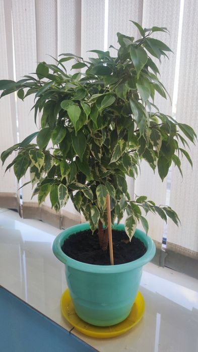 Продам  фикус Бенджамин