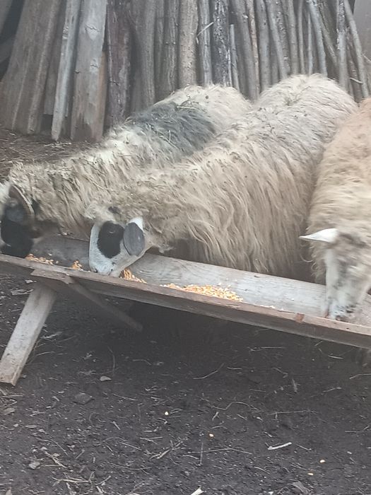 Oi breze  Nu răspund la mesaje