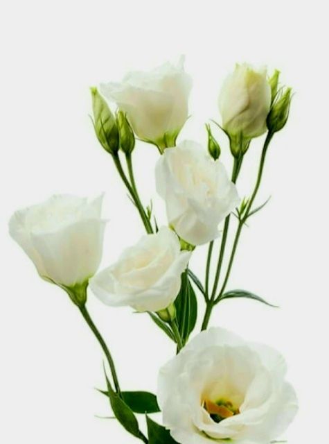 Комнатные растенмя