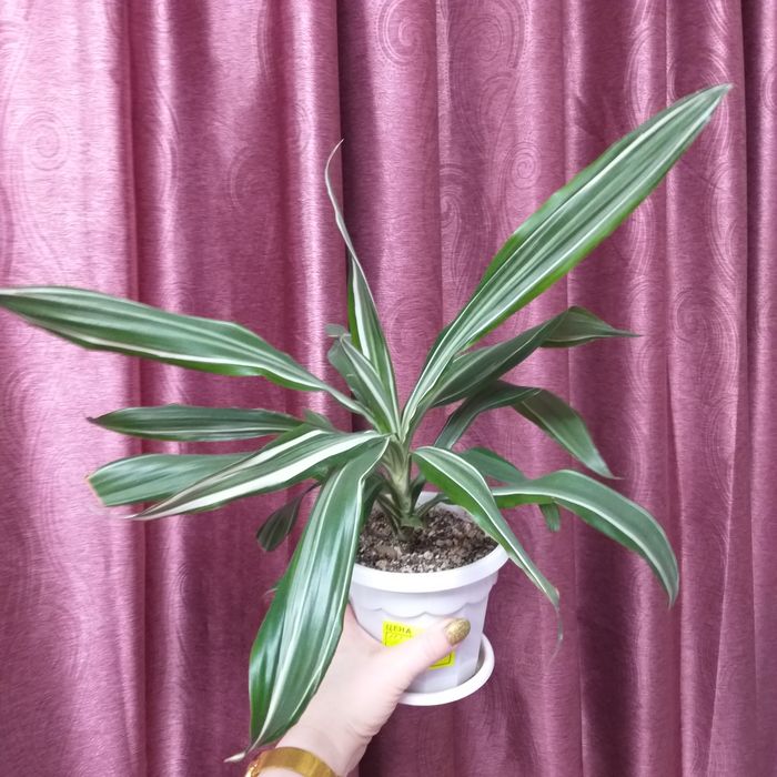 Драцена продам..