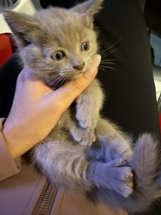 Котята породистые