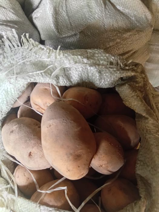 Продам картофель домашний.