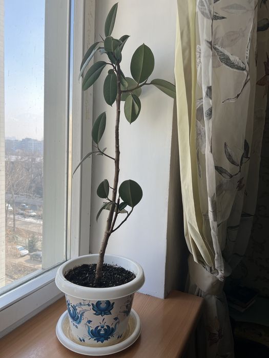 Фикус домашние цветы