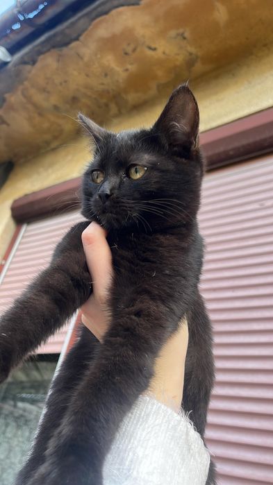 Donez pisici 
Fetite si Băieței. M-ar aj