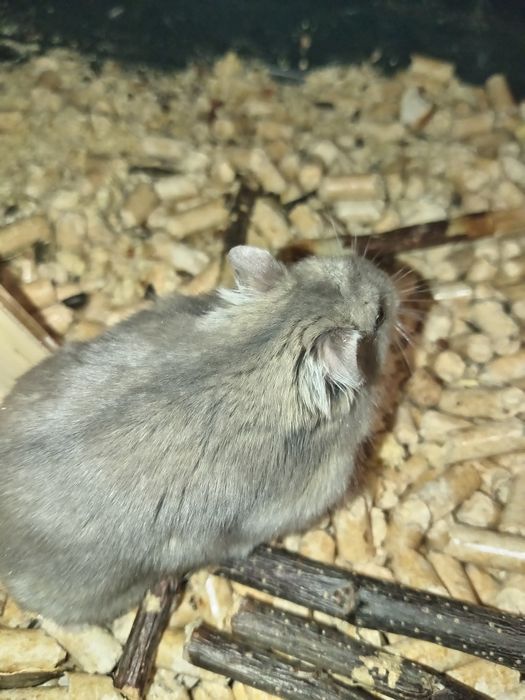 Прадам хомяка за 500тг