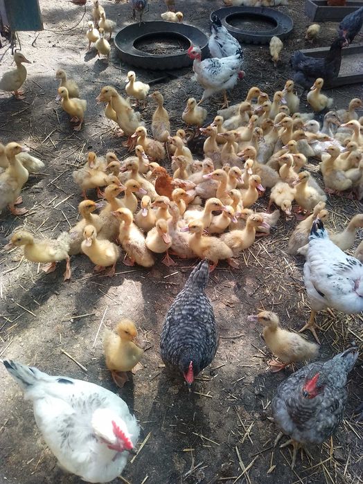 Продам гусят, утят, бройлеров