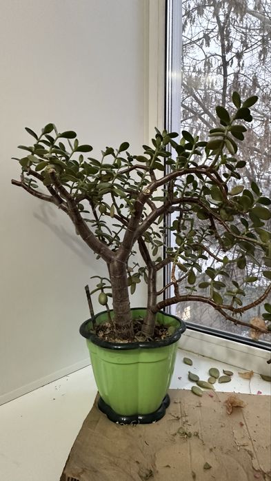 Цветы, комнатные растения