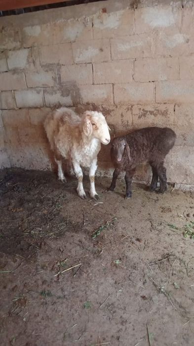 Сатамын қозылы қой