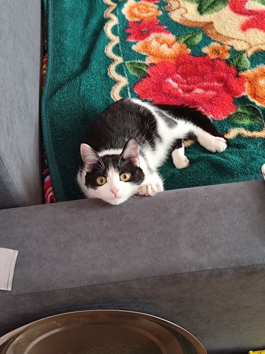 Отдам кота в хорошие руки