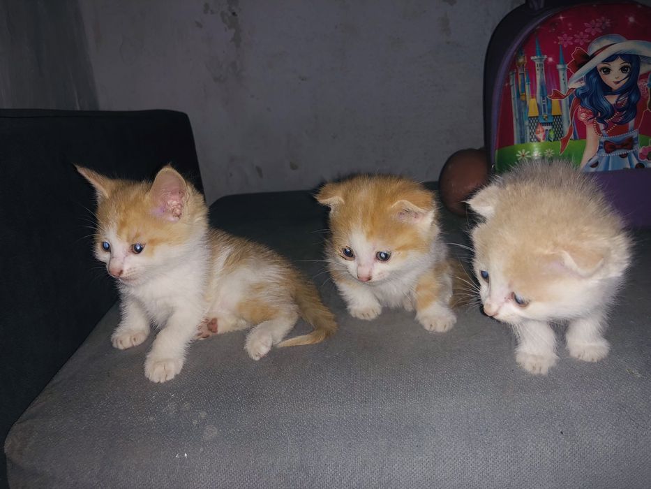 Отдам котят бесплатно