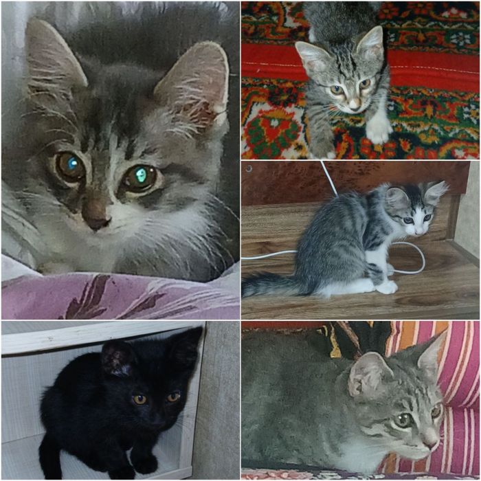 Котята ищут дом!