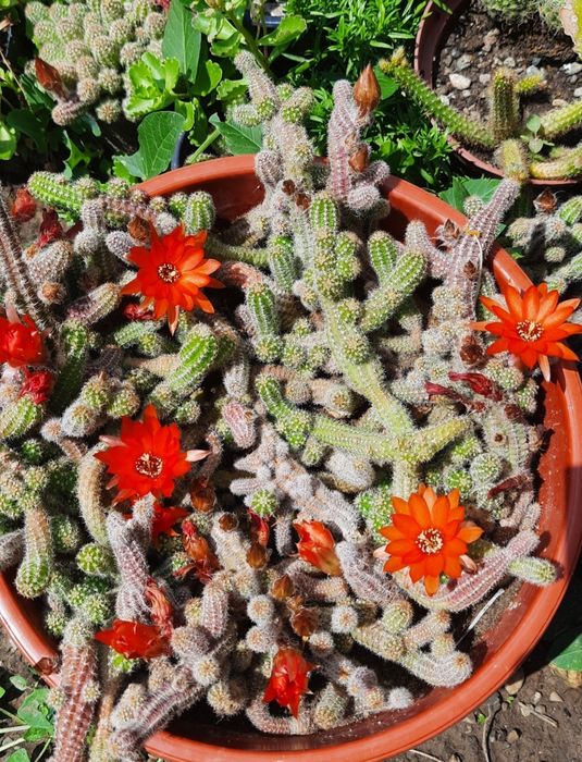 Cactus cu floare roșie , "echinopsis camaecereus ",