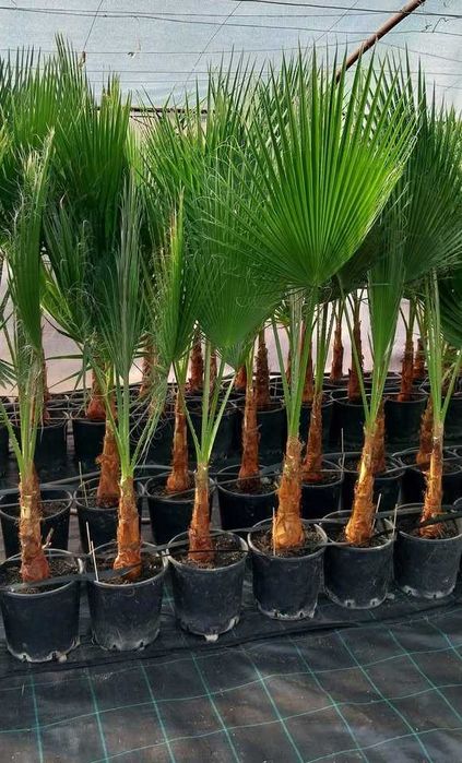 Палми - Вашингтония и Трахикарпус