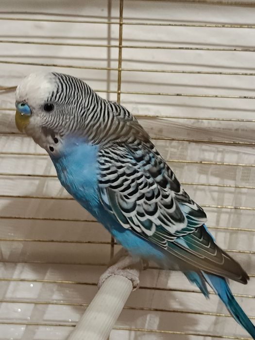 Попугайчики,Самец,самка +Клетка