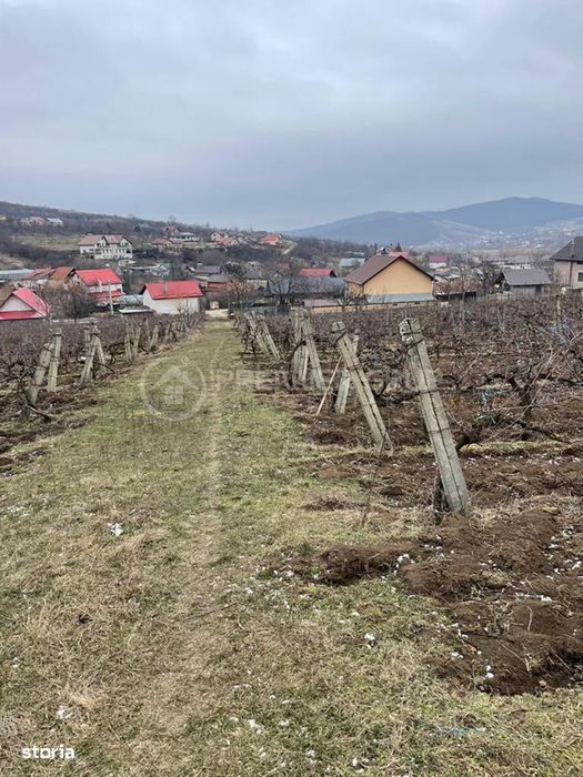 Teren intravilan 2.617mp, Chicerea, comuna Tomești