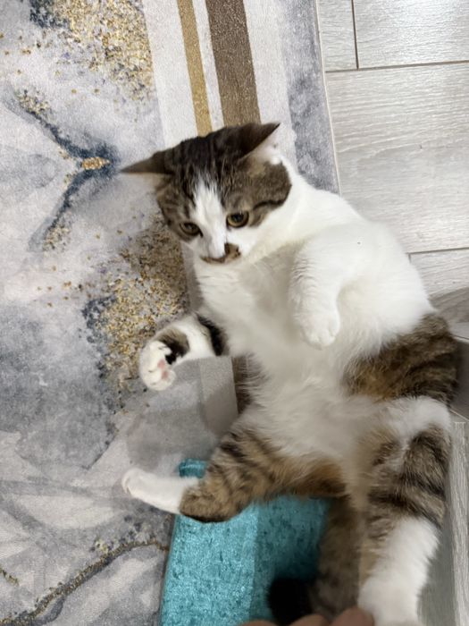 Отдам даром кота