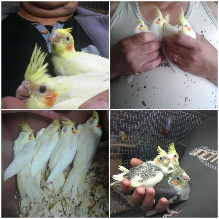 Papagali nimfa pui blămzi și maturi