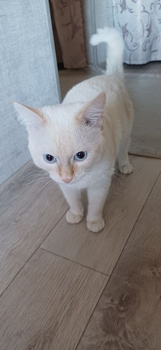 Вязка кот ищет кошку