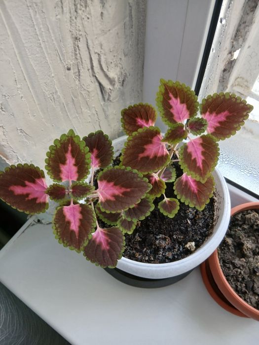 Продаю кислицу ,цветет