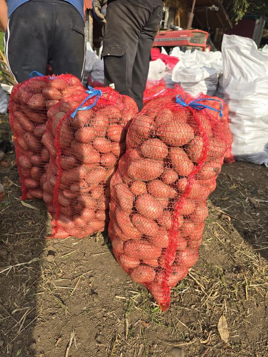 Cartofi Red Lady si albi alegria