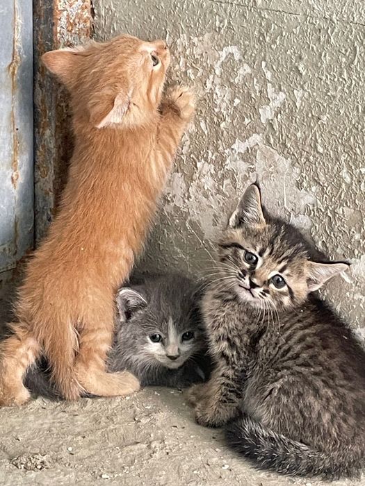 Котята бесплатно