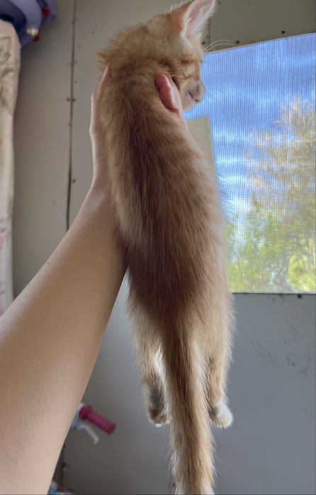 Отдам Кота Бесплатно