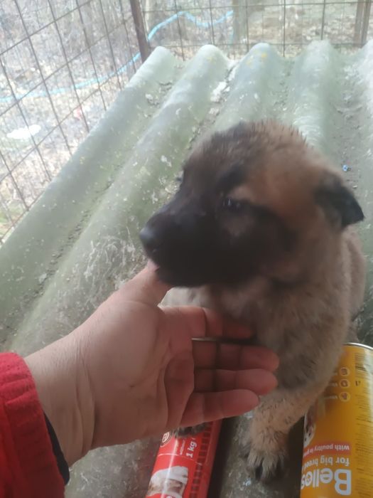 Pui Malinois fetite