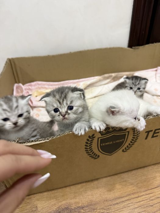 Котенок вислоухий