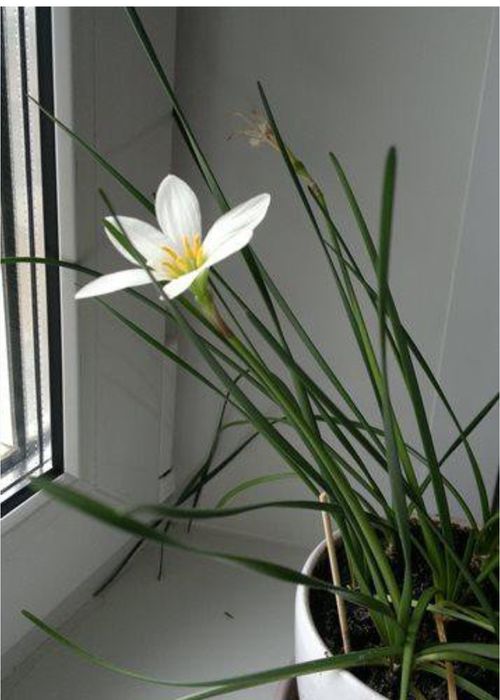 Продам отросток зефирантес