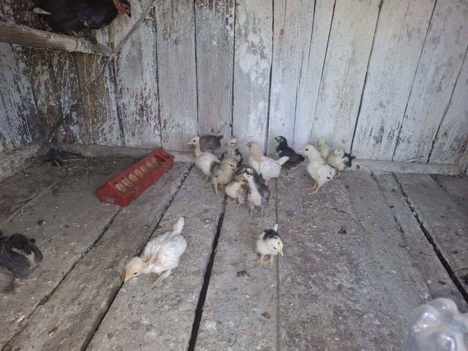 De vânzare pui de bibilca și pui de curca și pui de pitică