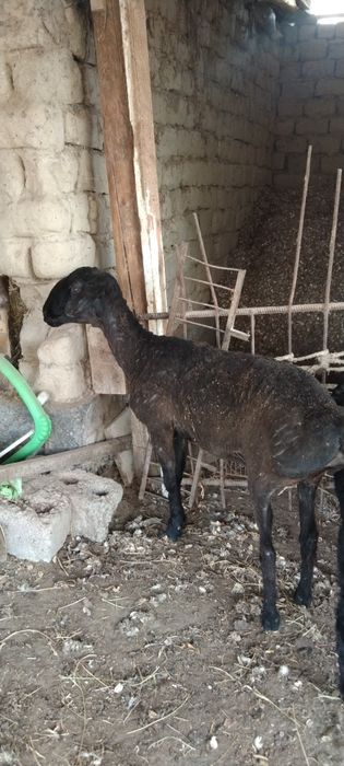 Срочнооо сатылады